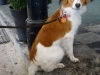 26-Belle Benji