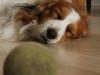 35-Boppe Buddy