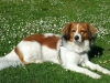 14-Roos Roxy
