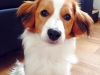 24-Belle Benji