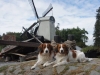 01 - Sinn Sissel en Daan Dieuwe