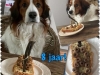 12-Sinn Sissel