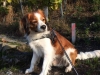 22-Famke Fiebe (Banjer)