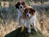 25-Siep Swantje en Sinn Suze (Luca)