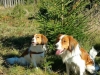 34-Roos Roxy en Siep Seppe