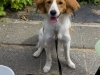 06-Belle Babet (Zena)