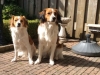 15-Belle Benthe en Waele Wybe
