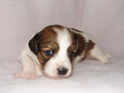 week3jette