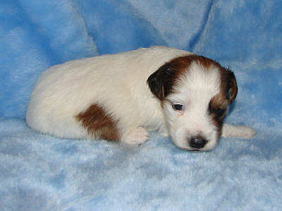 week3jippe