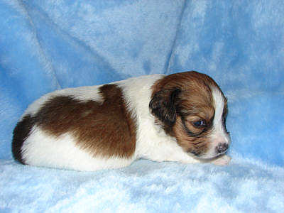 week3tobias