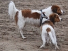 12-Roos Roxy en Siep Seppe
