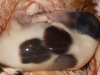 31