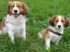 24-Roos Roxy en Siep Seppe