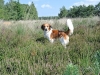 07-Waele Wybe