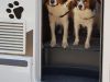 20-Siep-Seppe-en-Roos-Roxy