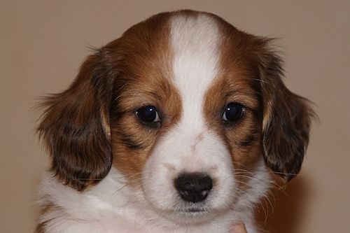 week7-benji
